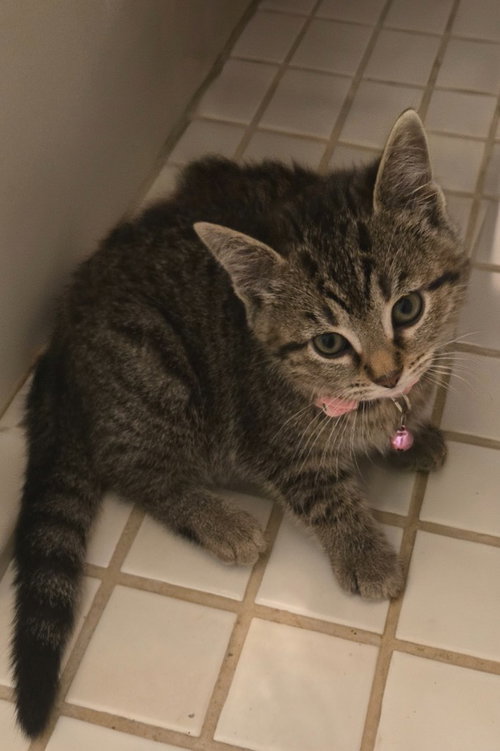 Spidey *IN FOSTER*
