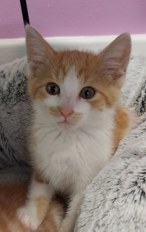 Cass * IN FOSTER *