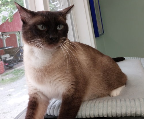 Harmony * IN FOSTER *
