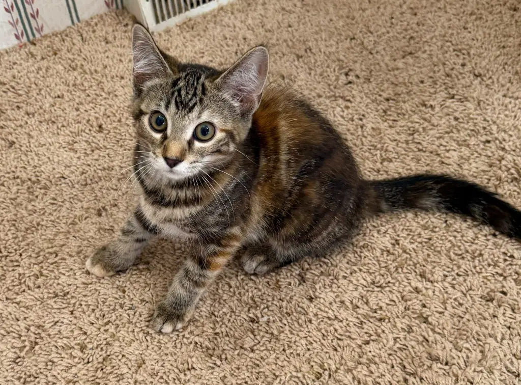 Margo In Foster - Domestic Short Hair
