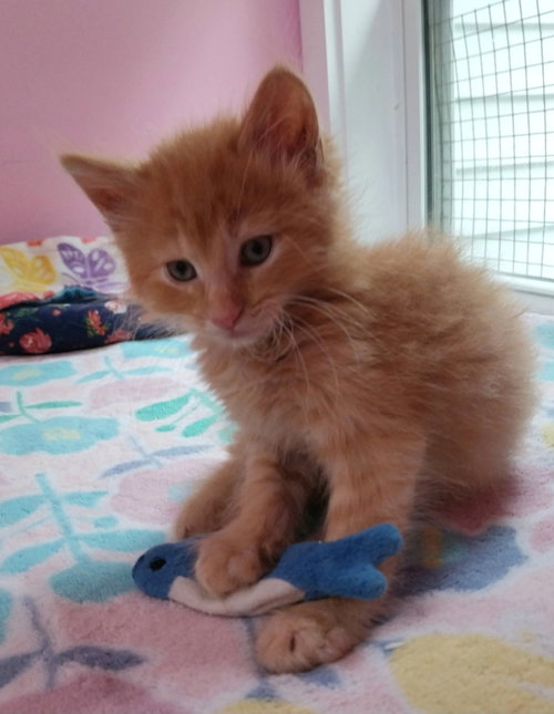 Oscar * IN FOSTER *