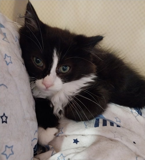 Drakkar * In Foster * photo 2