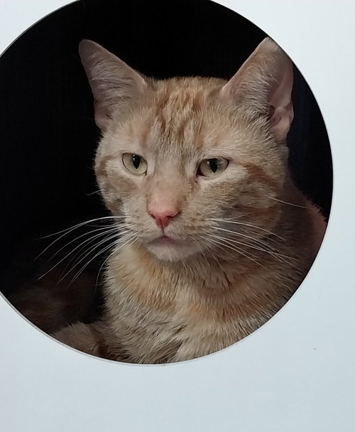 Nado * In Foster * photo 2