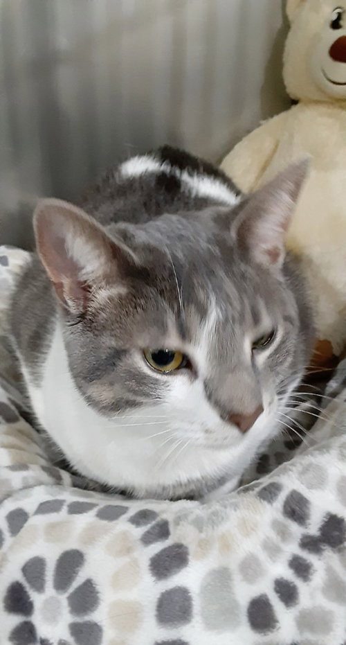 Max * In Foster * photo 2