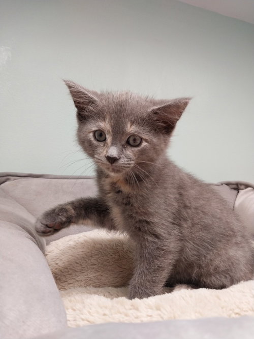 Honeycomb * IN FOSTER *