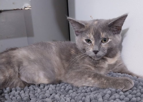 Honeycomb * In Foster * photo 2