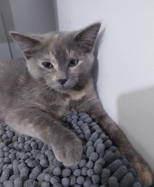 Honeycomb * In Foster * photo 3