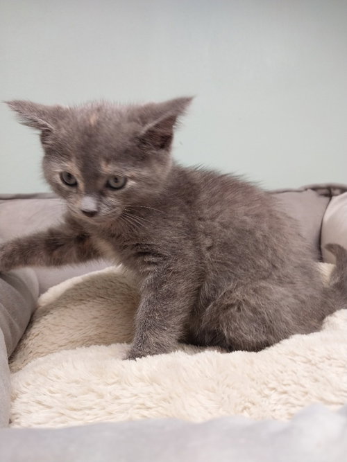Honeycomb * In Foster * photo 4