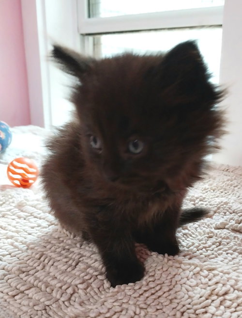 Delta * IN FOSTER *