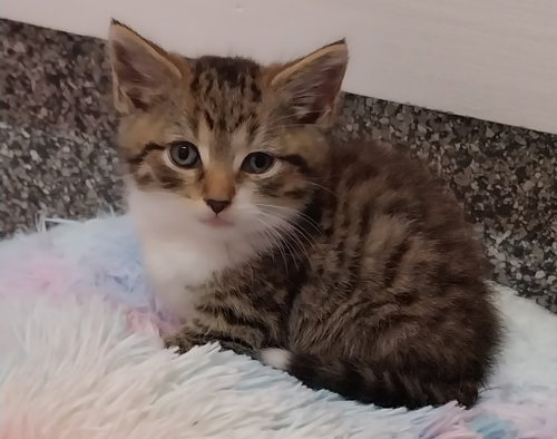 Atlas * IN FOSTER *