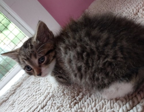 Atlas * In Foster * photo 2