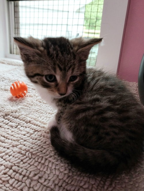 Atlas * In Foster * photo 3