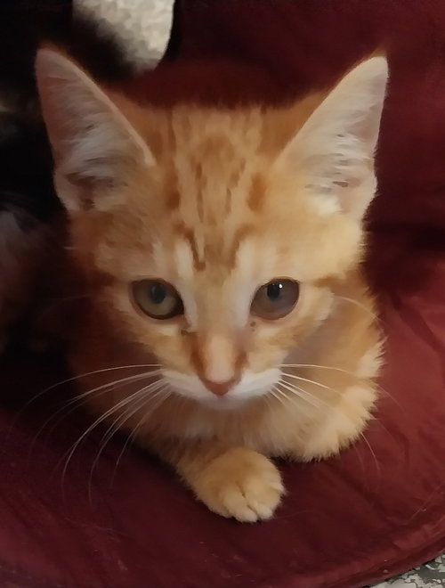 Sherbert * IN FOSTER *