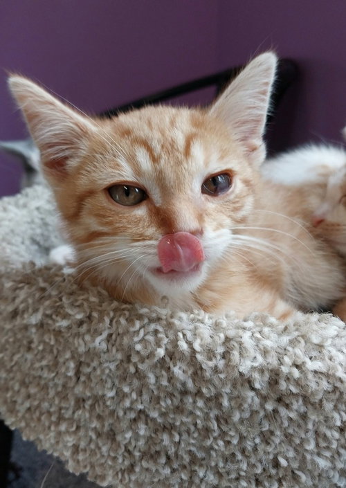 Sherbert * In Foster * photo 2
