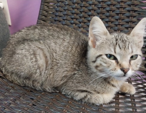 Sprinkle * IN FOSTER *, an adoptable Domestic Short Hair in South Bend, IN