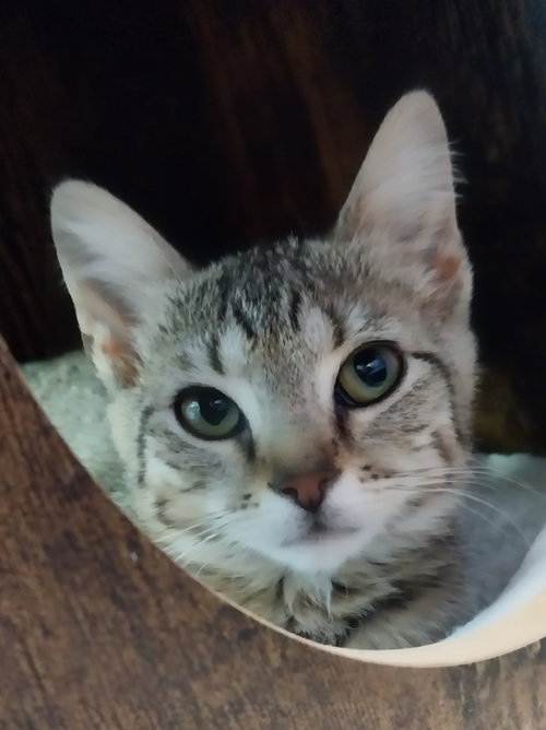 Sprinkle * In Foster * photo 2