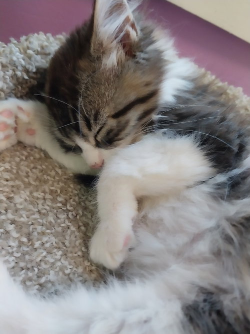 Dinkle * IN FOSTER *