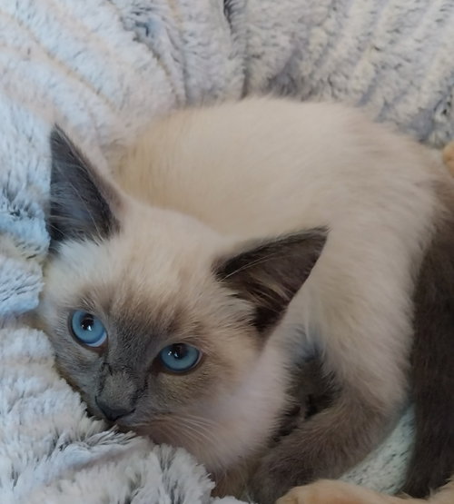 Twinkle * IN FOSTER *