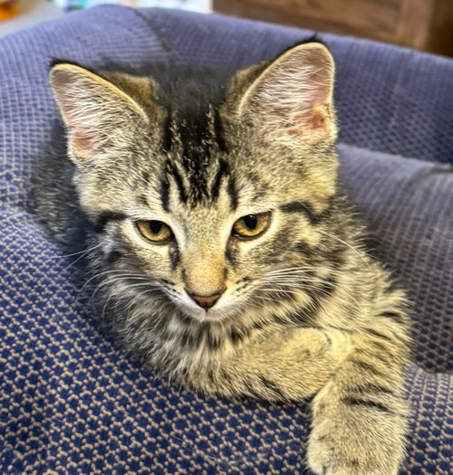 Ridge *IN FOSTER*, an adoptable Domestic Short Hair in South Bend, IN