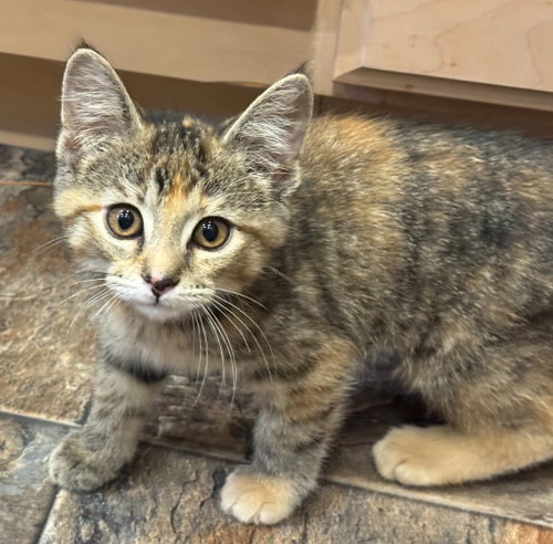 Cherry *IN FOSTER*
