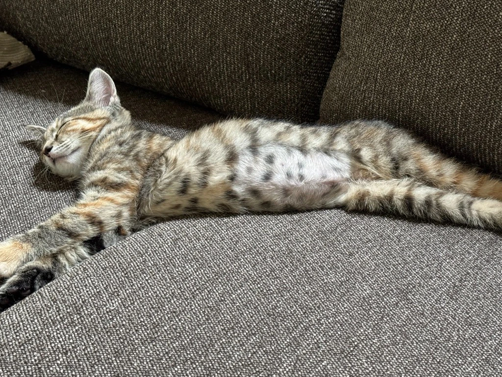 Cherry In Foster