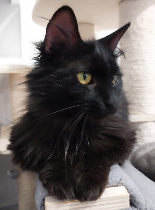 Roxanne *In Foster*
