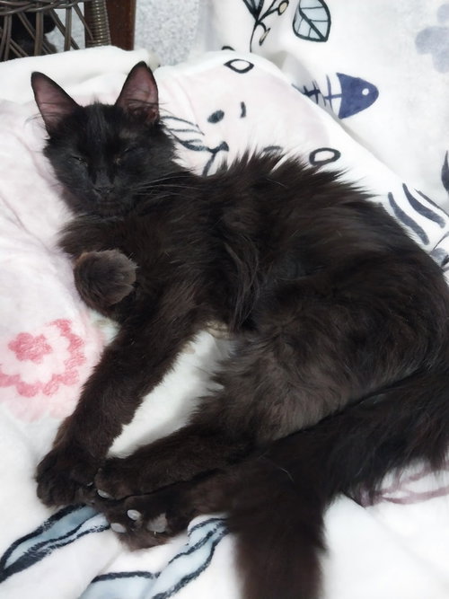 Roxanne *In Foster* photo 2