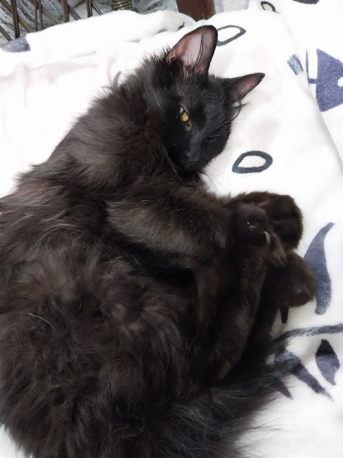Roxanne *In Foster* photo 3
