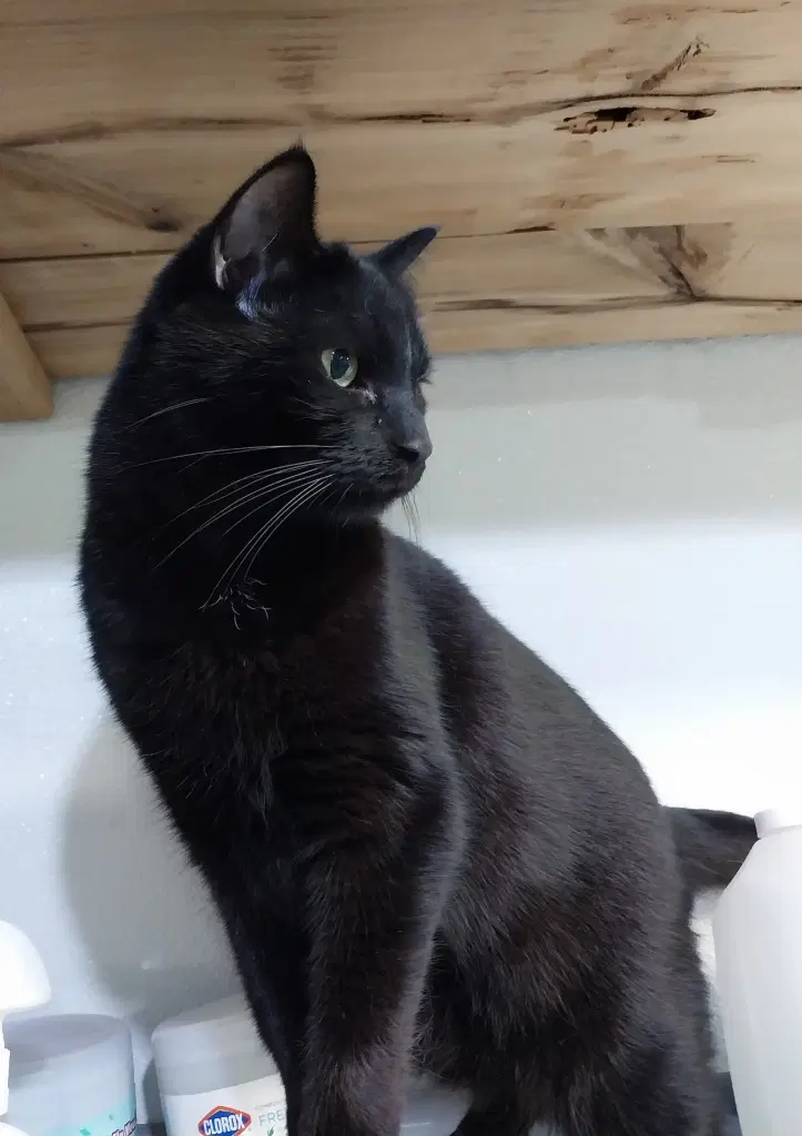 Hector Hobbes  In Foster - Domestic Short Hair