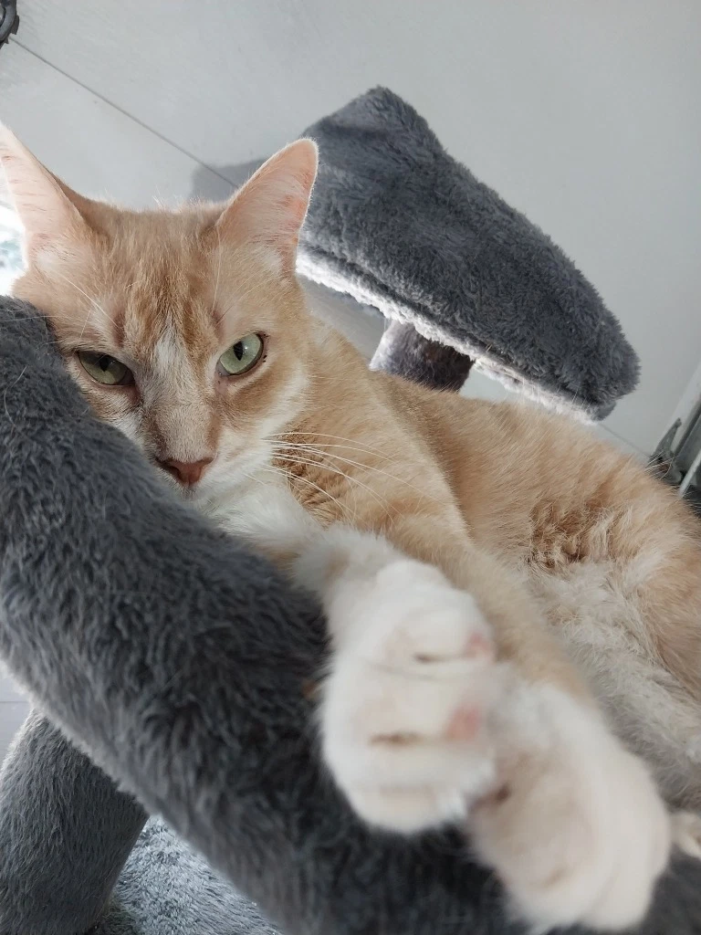 Tuggles