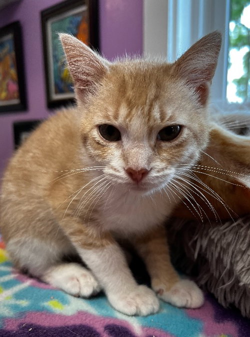 Tuggles * In Foster * photo 3