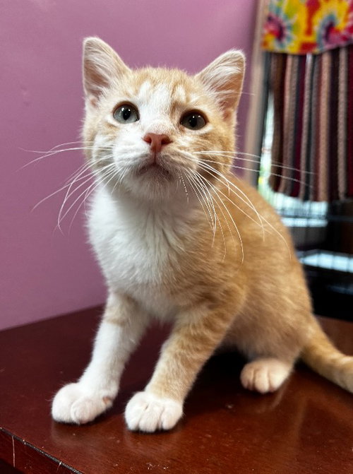 Tuggles * In Foster * photo 4