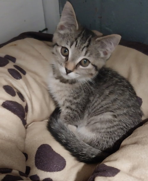 Puffin *IN FOSTER*