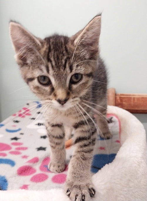 Baubles *In Foster*