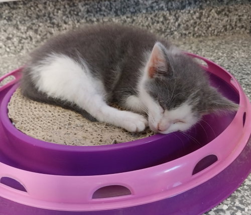 Luna * IN FOSTER *, an adoptable Domestic Short Hair in South Bend, IN