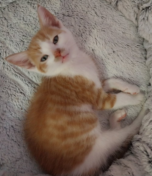 Lunar * In Foster *