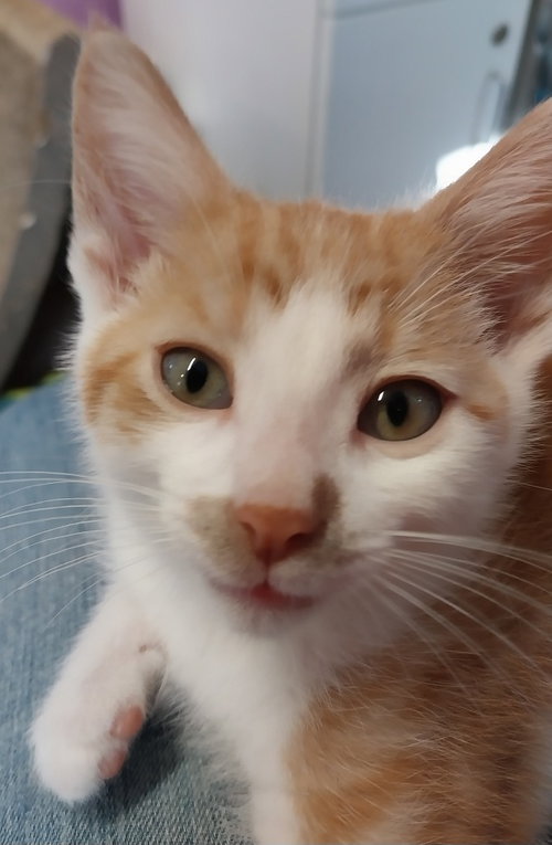 Lunar * In Foster * photo 2