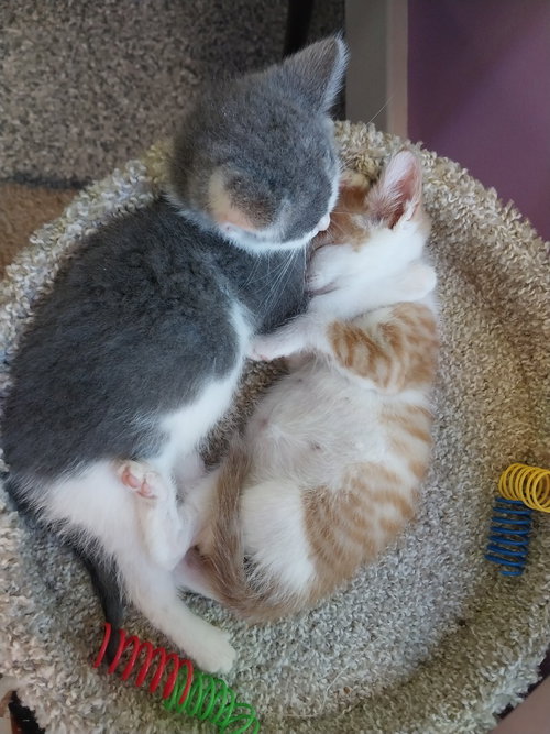 Lunar * In Foster * photo 3