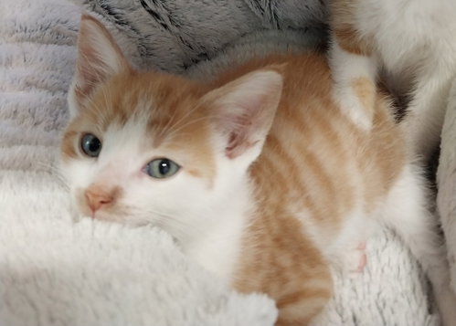 Lunar * In Foster * photo 4