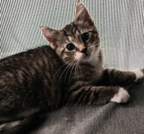 Cord * In Foster *