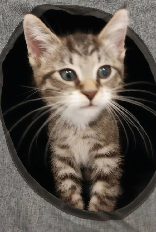 Cord * In Foster * photo 2