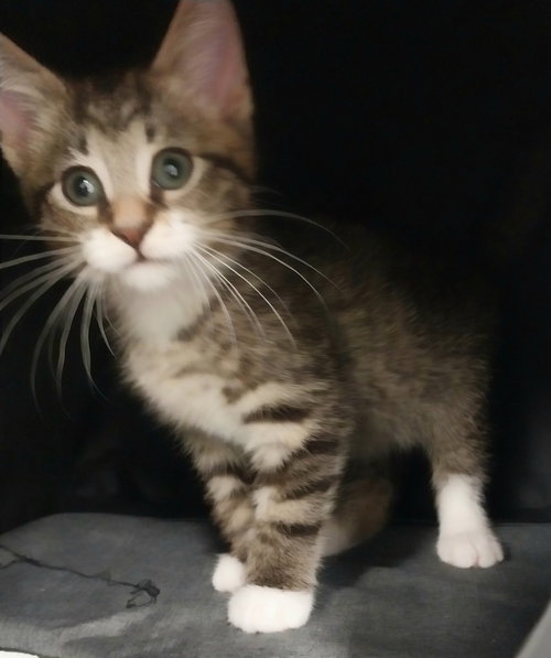 Cord * In Foster * photo 3