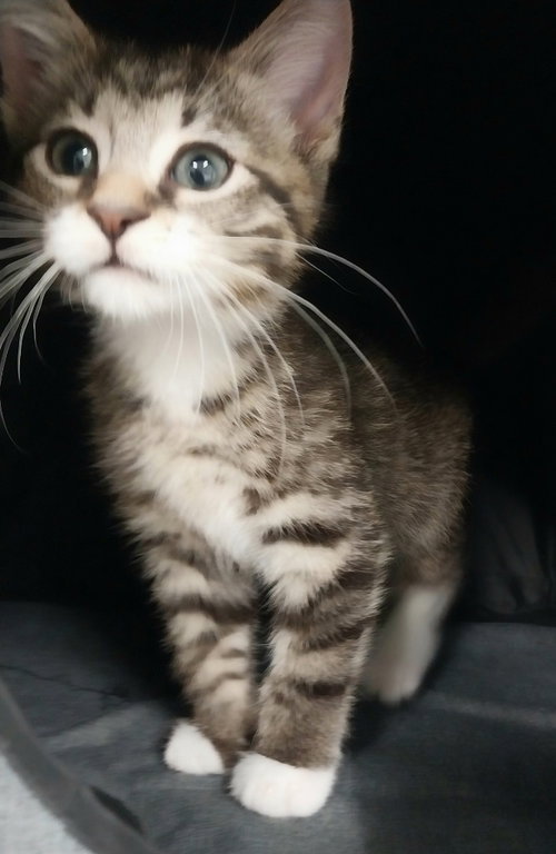 Cord * In Foster * photo 4