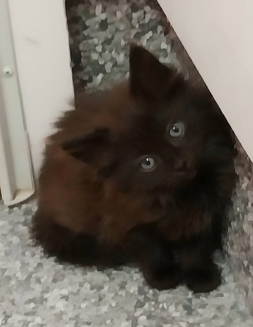 Delta * In Foster * photo 2