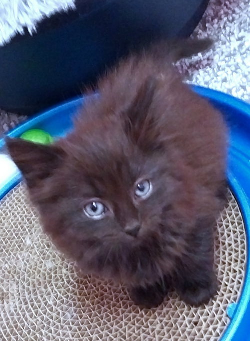 Delta * In Foster * photo 4