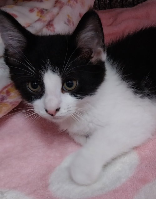 Braveheart * In Foster *