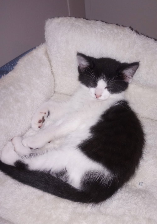 Braveheart * In Foster * photo 2