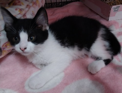 Braveheart * In Foster * photo 4