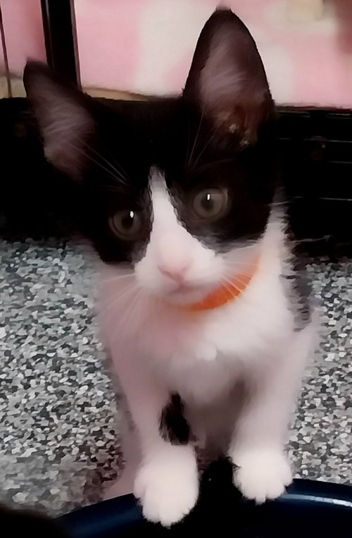 Elegant * In Foster *