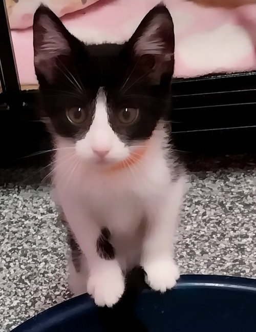 Elegant * In Foster * photo 2